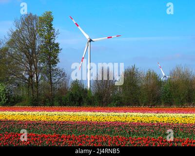 L'énergie des roues de vent avec des champs de tulipes en fleurs Banque D'Images