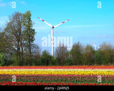 L'énergie des roues de vent avec des champs de tulipes en fleurs Banque D'Images