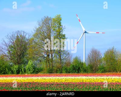 L'énergie des roues de vent avec des champs de tulipes en fleurs Banque D'Images