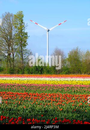 L'énergie des roues de vent avec des champs de tulipes en fleurs Banque D'Images