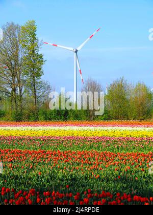 L'énergie des roues de vent avec des champs de tulipes en fleurs Banque D'Images