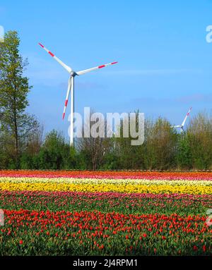 L'énergie des roues de vent avec des champs de tulipes en fleurs Banque D'Images