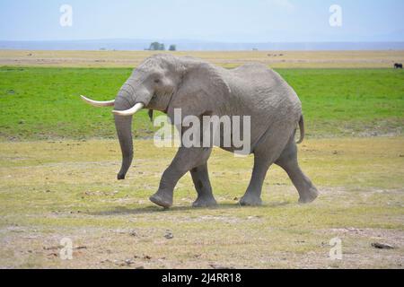 Happy Elephant Banque D'Images