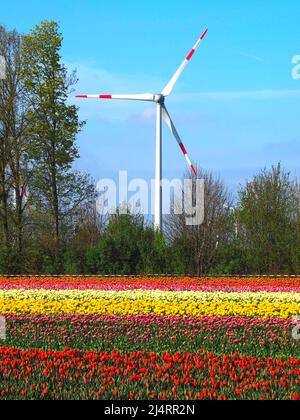 L'énergie des roues de vent avec des champs de tulipes en fleurs Banque D'Images