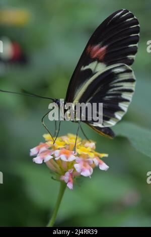 Butterfly on flower Banque D'Images