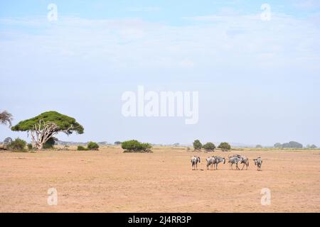 Plaines africaines Banque D'Images