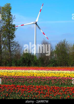 L'énergie des roues de vent avec des champs de tulipes en fleurs Banque D'Images