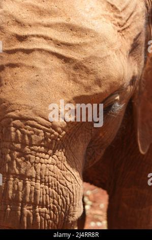 Gros plan de bébé éléphant Banque D'Images