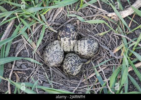 Kiebitz-Gelege, embrayage de lapwing nord, Vanellus vanellus Banque D'Images