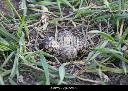 Kiebitz-Gelege, embrayage de lapwing nord, Vanellus vanellus Banque D'Images