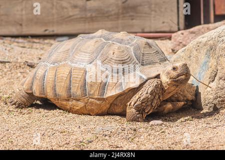Tortue suracée africaine, Centrochelys sulcata ou tortue sulcata, espèce de tortue habitant le bord sud du désert du Sahara en Afrique Banque D'Images