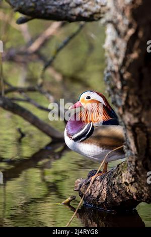 AIX galericulata, canard mandarin assis sur la branche Banque D'Images