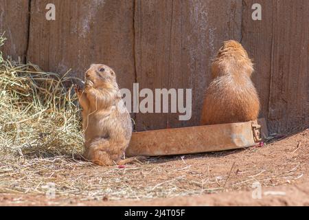 Les chiens de prairie à queue noire, genre Cynomys, mammifères hervivores des terriers indigènes des prairies de l'Amérique du Nord, en gros plan Banque D'Images