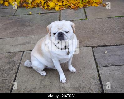 Chien de petit dans le jardin avec des feuilles d'automne sur fond. Banque D'Images