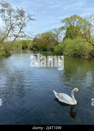 Cygnes profitant du soleil nageant dans le lac de Little Britain après un hiver froid. Banque D'Images