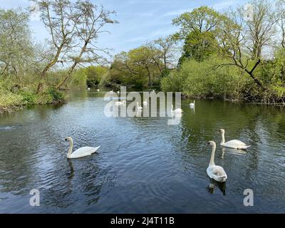 Cygnes profitant du soleil nageant dans le lac de Little Britain après un hiver froid. Banque D'Images