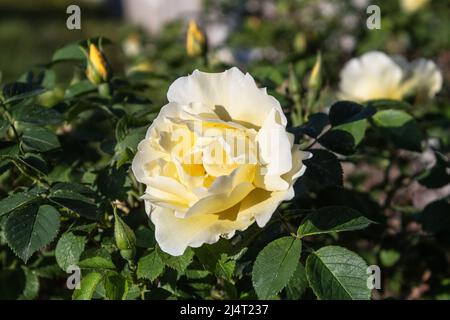 Belle rose jaune dans le jardin de printemps. Gouttes d'une rose sur une rose. Arrière-plan avec espace de copie. Jardin jaune rose sur une brousse Banque D'Images
