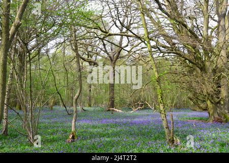 Superbe bleuets à fleurs récemment en hêtre et chêne ancien bois du New Year's Wood, Cudham, NW Kent à la mi-avril. Banque D'Images