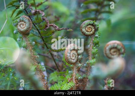 jeune plante de fougères, feuillue, avec ses feuilles toujours en spirale. photo avec détail. macro photographie. nature. gros plan Banque D'Images