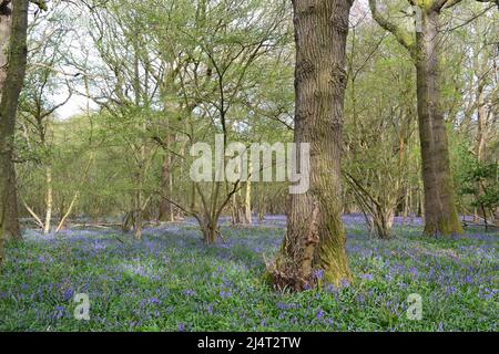 Superbe bleuets à fleurs récemment en hêtre et chêne ancien bois du New Year's Wood, Cudham, NW Kent à la mi-avril. Banque D'Images