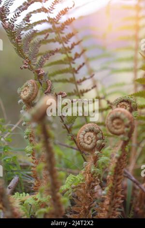 photographie de la plante de fougères en spirale avant l'épandage des feuilles. nature fond avec espace pour la copie. Mature magnifique Banque D'Images