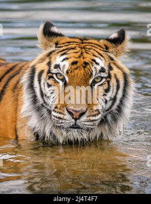 Portrait en gros plan du tigre indien debout dans une rivière avec contact visuel Banque D'Images