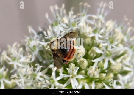Un bourdon erre sur une fleur blanche dans les jardins botaniques de la vallée de Yampa Banque D'Images