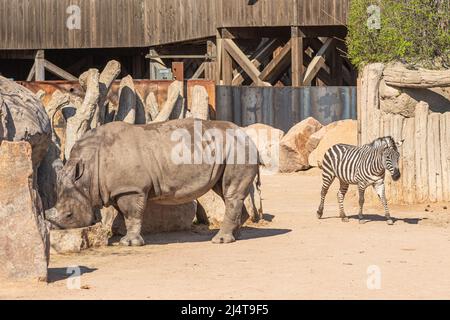 De belles zèbre ou zèbres de plaines, hippotigris, équins africains avec des manteaux rayés noirs et blancs distinctifs et un homme de rhinocéros gris ou de rhinocéros Banque D'Images