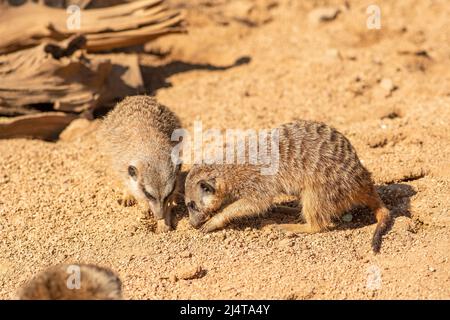 Couple de méerkats, suricata suricata ou suricates, petite monoie en Afrique australe dans leur habitat naturel creusant un trou, gros plan Banque D'Images