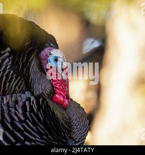 Merriams turkey (Meleagris gallopavo) en pleine exposition de jambes de force pour les poules Colorado, Etats-Unis Banque D'Images