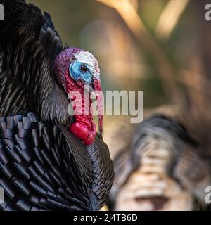 Merriams turkey (Meleagris gallopavo) en pleine exposition de jambes de force pour les poules Colorado, Etats-Unis Banque D'Images