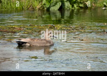 Un canard mâle (Mareca strepera) nageant dans une rivière à craie d'eau claire Banque D'Images