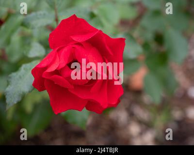 Rose rouge pas complètement ouvert avec des gouttelettes d'eau photographiées dans un jardin d'en haut avec une mise au point sélective. Banque D'Images