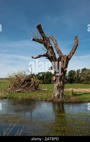 vestiges d'un tronc d'arbre le long d'une rivière clearwater à craie au printemps Banque D'Images