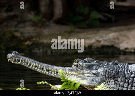 Portrait d'un crocodile gavial du Gange Banque D'Images