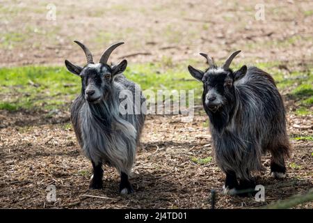 gros plan d'une paire de chèvres Landrace finlandaises (Capra aegagrus hircus) Banque D'Images