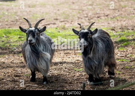 gros plan d'une paire de chèvres Landrace finlandaises (Capra aegagrus hircus) Banque D'Images