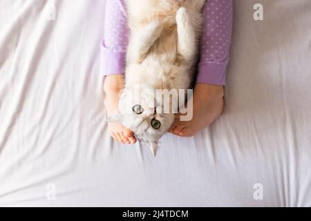 Mignon chat britannique blanc, se reposant à la maison sur le lit, entre pieds pieds nus d'enfant en pyjama violet. Banque D'Images