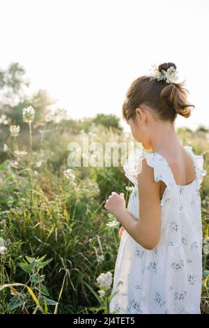 Fleur en dentelle de la reine Anne sur le terrain Banque D'Images