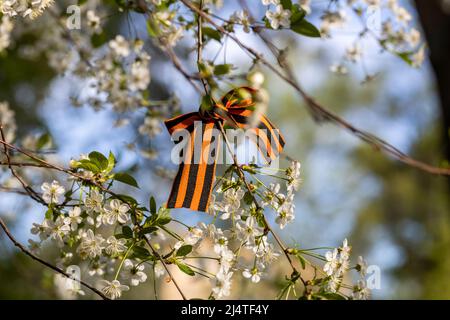 Le ruban de Saint-George est attaché aux cerisiers en fleurs pour le jour de la victoire du 9 mai Banque D'Images