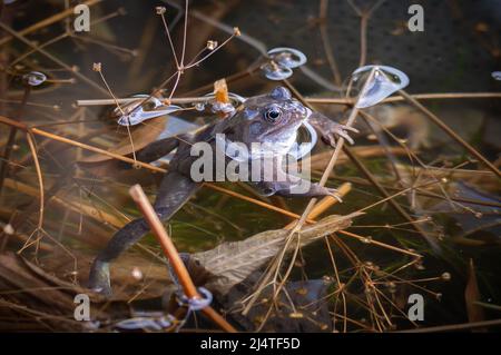 Grenouille flottant sur la surface d'un étang Banque D'Images