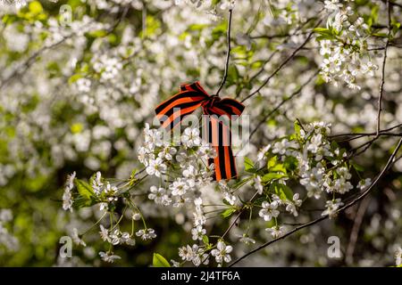 Le ruban de Saint-George est attaché aux cerisiers en fleurs pour le jour de la victoire du 9 mai Banque D'Images