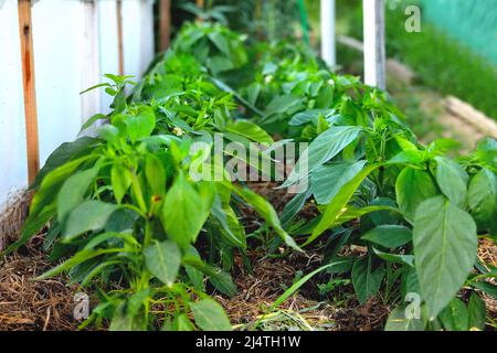 poivriers, jeunes plants de poivre dans une petite serre de village, foyer sélectif, foyer doux, gros plan Banque D'Images