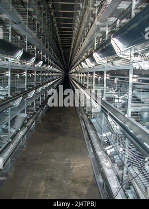 Rangées de cages vides à l'intérieur d'un bâtiment de confinement industriel de la couche d'œufs de poulet. Banque D'Images