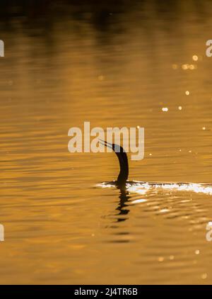 Snakebird ou Darter submergé dans l'eau en Afrique du Sud Banque D'Images