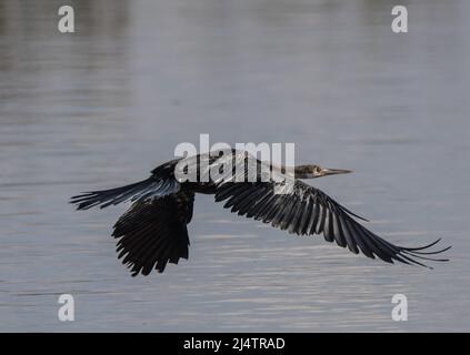 Le dard ou le snakebird africain perché dans une réserve de Gauteng en Afrique du Sud Banque D'Images