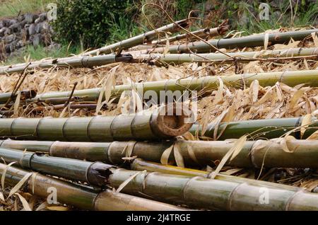 iida, nagano, japon, 2022/18/04 , photo de quelques troncs de bambou coupés sous la pluie, et placés sur une couche de feuilles jaunâsées. Banque D'Images