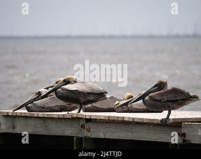 Groupe de pélicans bruns adultes assis sur un quai dans le golfe du Mexique à Ocean Springs, Mississippi. Banque D'Images