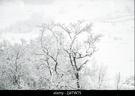 Nouvelle neige déchue lors d'une tempête de neige au Vermont, en Nouvelle-Angleterre, aux États-Unis. Banque D'Images
