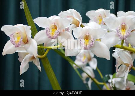 Des points blancs et violets sur les orchidées Cymbidium Naomi Starke Banque D'Images